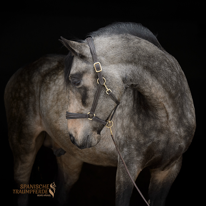 RENE SH, Pura Raza Español, Hengst, 2021